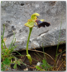Image of Ophrys atlantica