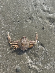 Persephona aquilonaris