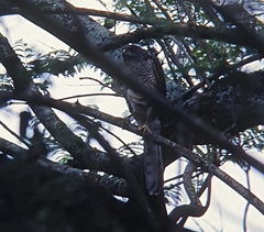 Accipiter tachiro