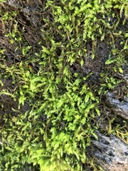 Scleropodium obtusifolium