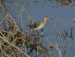 Tringa glareola