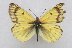 Colias ladakensis
