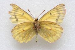 Colias ladakensis