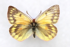 Colias ladakensis