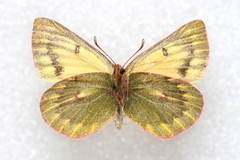 Colias ladakensis