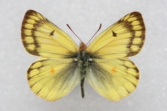 Colias ladakensis