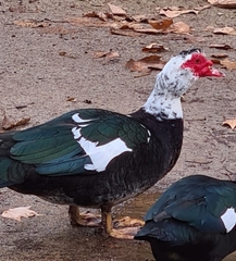 Cairina moschata domestica