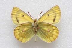 Colias ladakensis