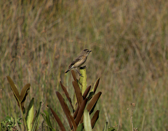 Saxicola maurus