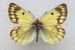 Colias ladakensis