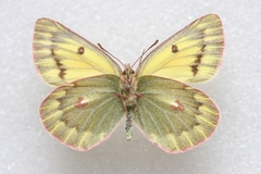 Colias ladakensis