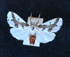Euerythra phasma