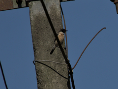 Saxicola maurus
