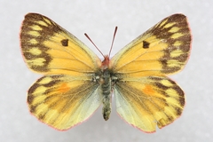 Colias ladakensis