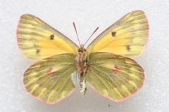 Colias ladakensis