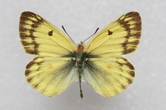 Colias ladakensis