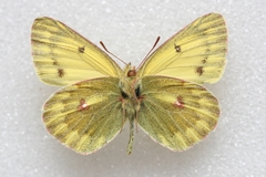 Colias ladakensis