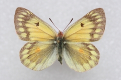 Colias ladakensis