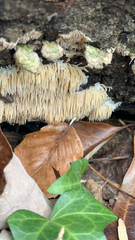 Radulomyces copelandii