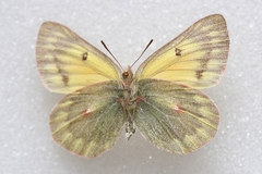 Colias ladakensis