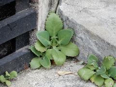 Kalanchoe laetivirens