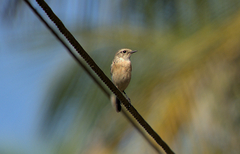 Saxicola maurus
