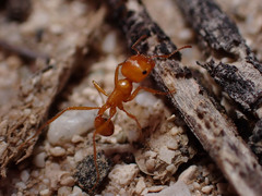Pogonomyrmex