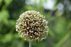 Allium ampeloprasum