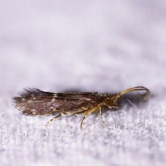 Glossosomatidae