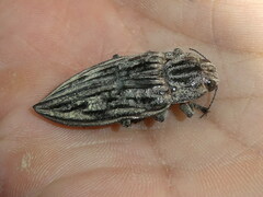 Chalcophora mariana