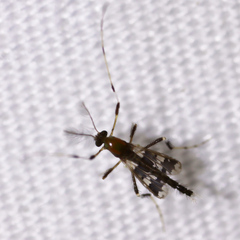 Kribiodorum perpulchrum