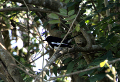 Copsychus saularis