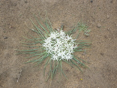 Leucocrinum montanum