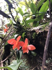 Cattleya coccinea