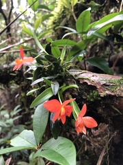 Cattleya coccinea