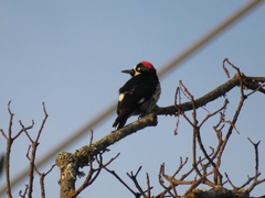 Melanerpes formicivorus