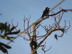 Melanerpes formicivorus