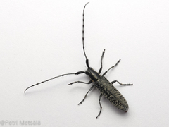 Agapanthia villosoviridescens