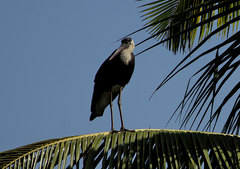 Ciconia episcopus