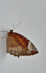 Elymnias hypermnestra