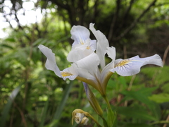 Iridaceae