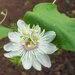 Passiflora vesicaria galapagensis - Photo (c) Jason Hollinger, some rights reserved (CC BY)