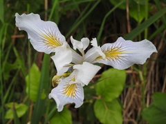 Iris