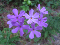 Phlox carolina