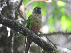 Pyrrhura frontalis