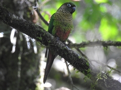 Pyrrhura frontalis