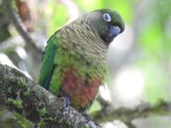 Pyrrhura frontalis