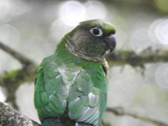 Pyrrhura frontalis