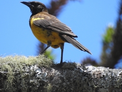 Pseudoleistes guirahuro