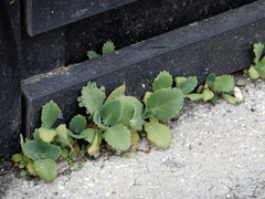 Kalanchoe laetivirens